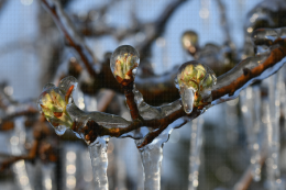 Lutte contre le gel par aspersion - Verger de poirier, Lanxade (24) : 10/03/2021